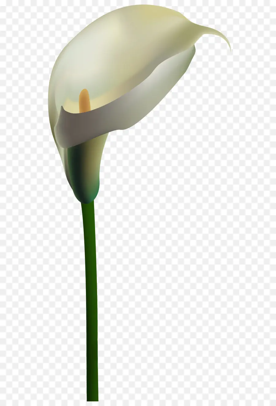 Arum Lily，Lily PNG