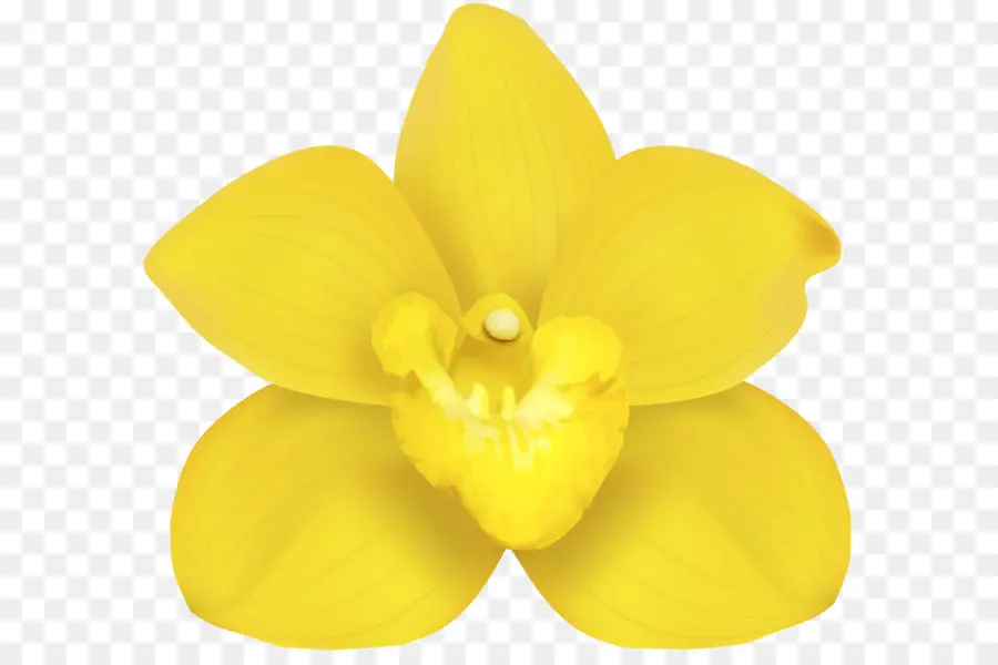 Narcissus，Bunga PNG