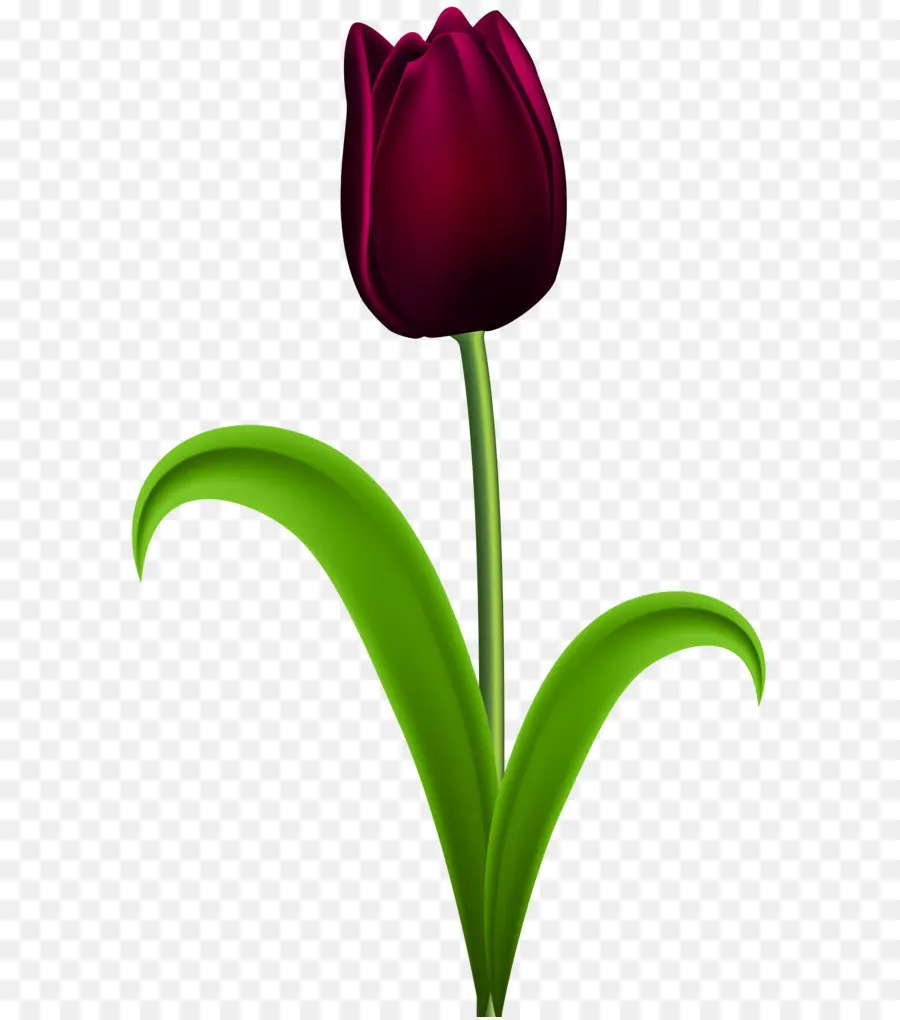 Tulip，Desktop Wallpaper PNG