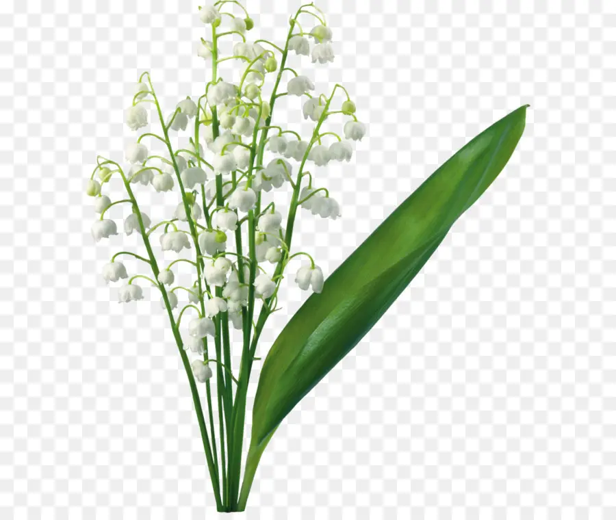 Paskah Lily，Lily Of The Valley PNG