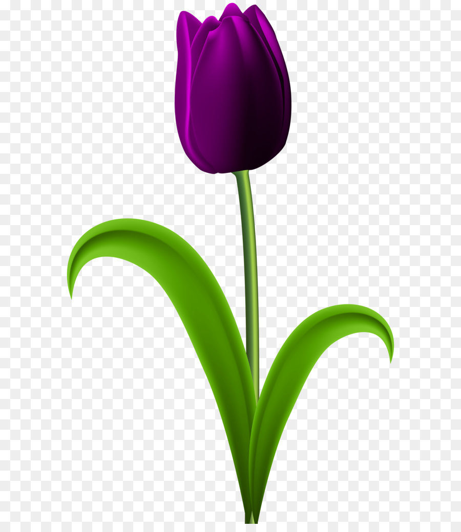 Bunga Tulip Merah Gambar Png