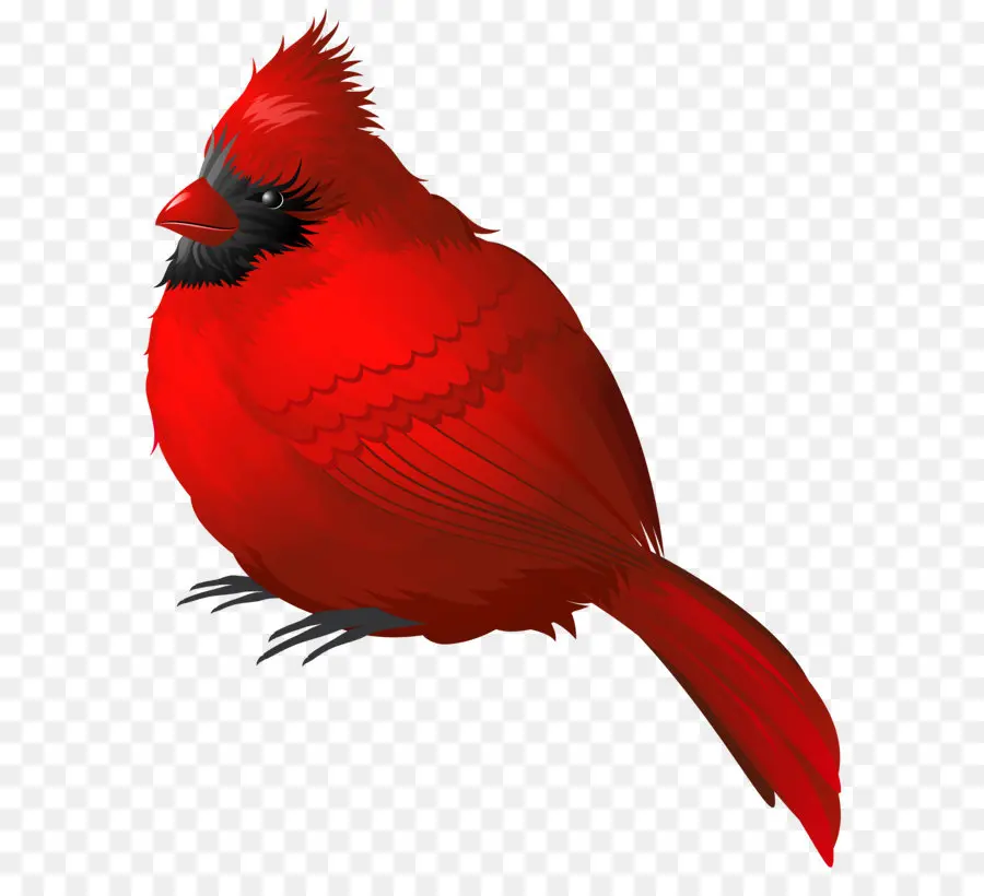 Burung，Songbird PNG