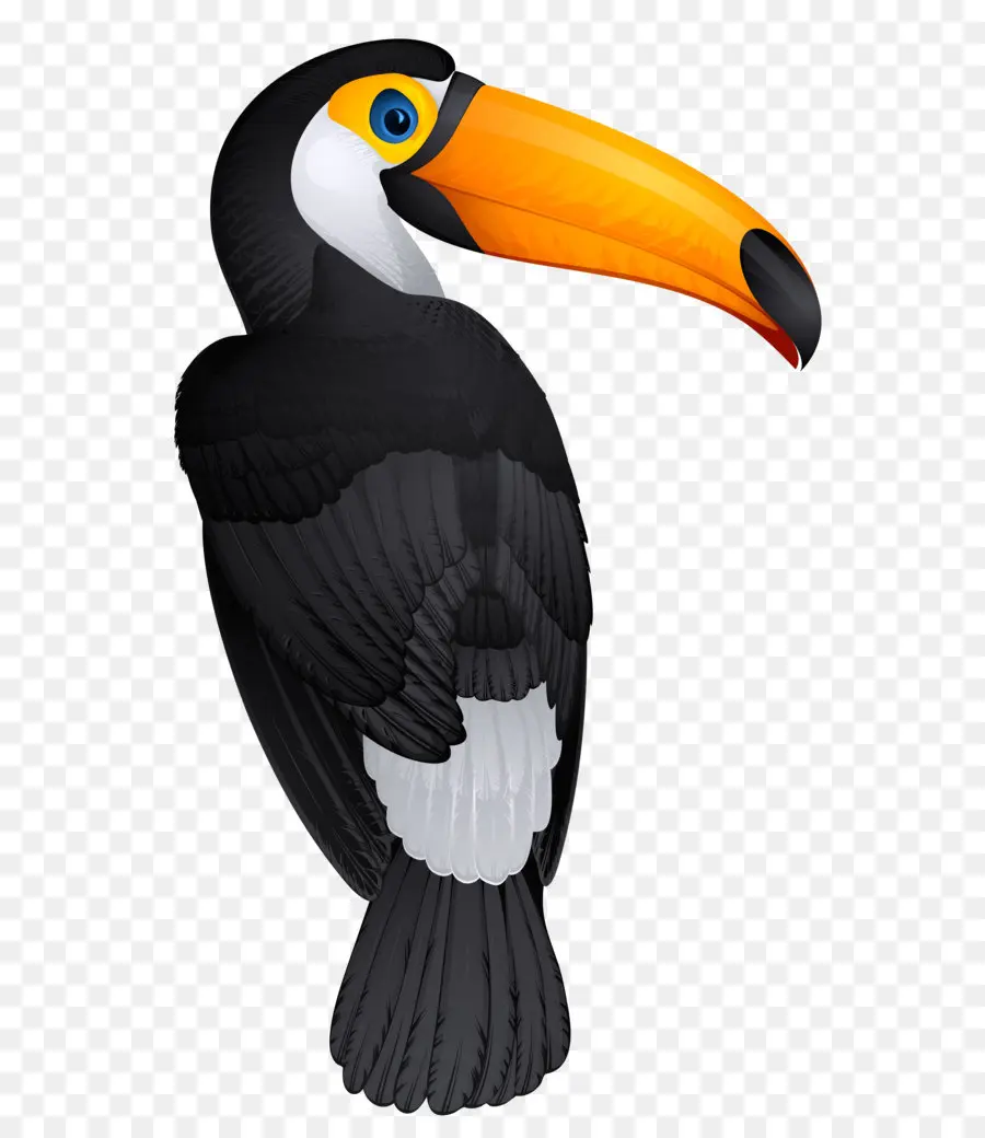 Burung Toucan，Paruh PNG