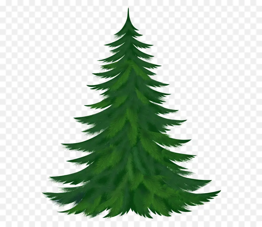 Pinus，Pohon PNG