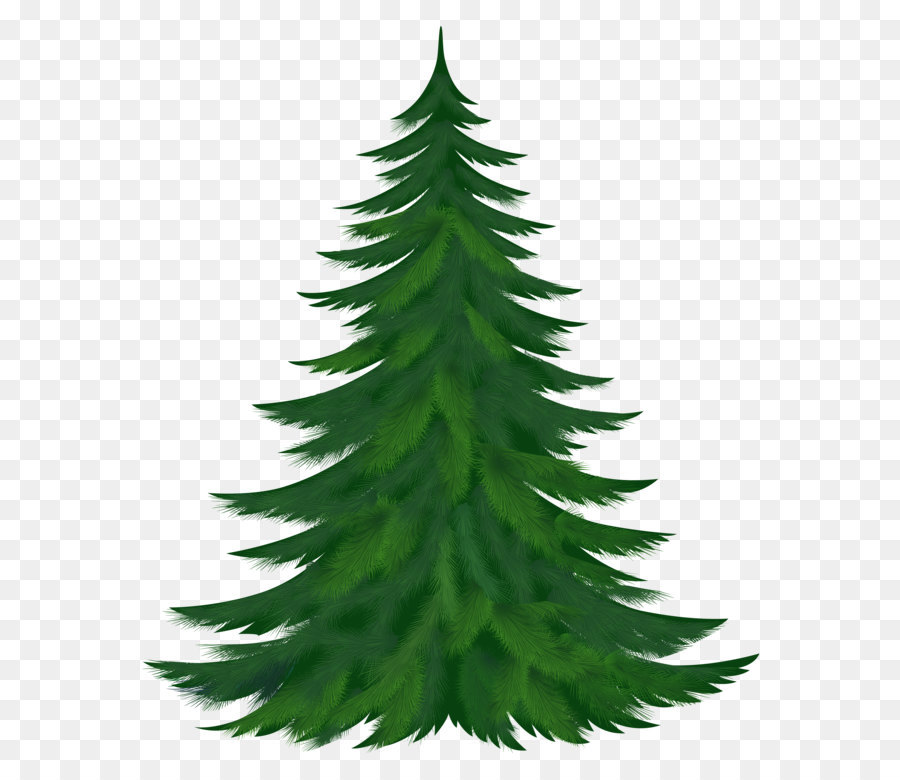 Pinus Pohon Pohon Natal gambar png