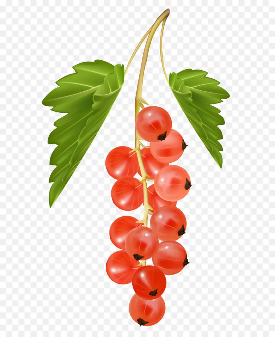 Redcurrant，Blackcurrant PNG