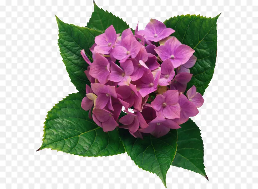 Hortensia，Ungu PNG