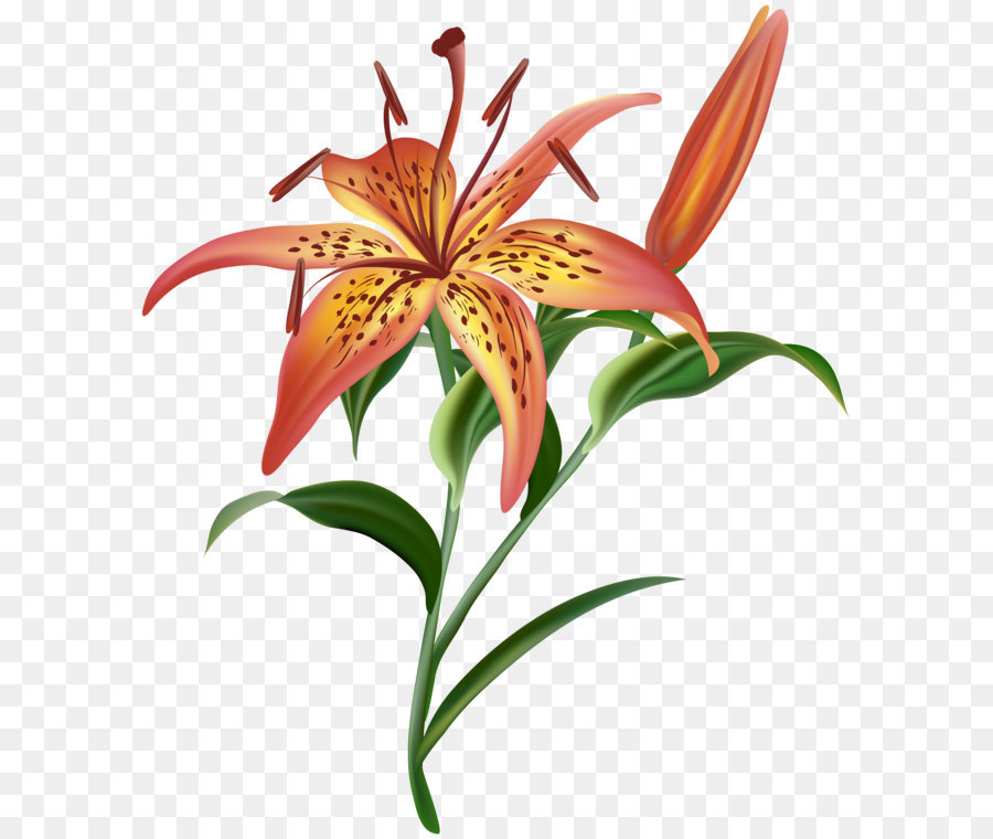 Bunga Lily Desktop Wallpaper Gambar Png