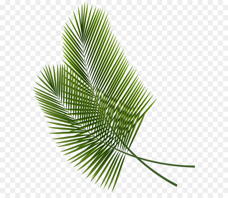 Daun, Arecaceae, Tropis gambar png