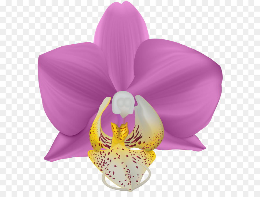 Paling Populer 21 Bunga  Anggrek  Png Gambar Bunga  Indah