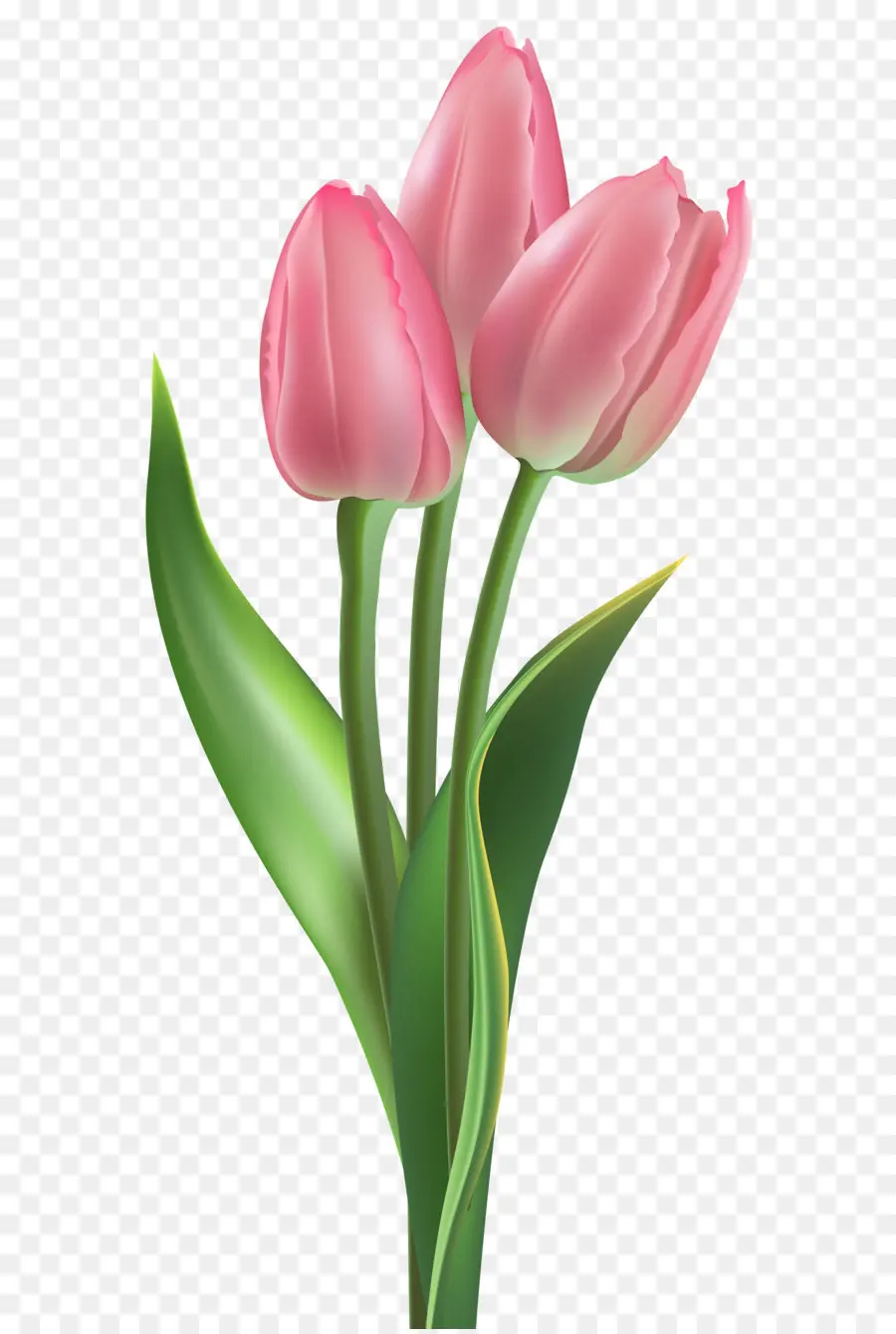 Bunga，Tulip PNG