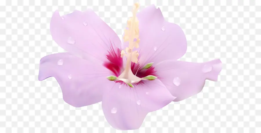 Bunga，Kembang Sepatu PNG
