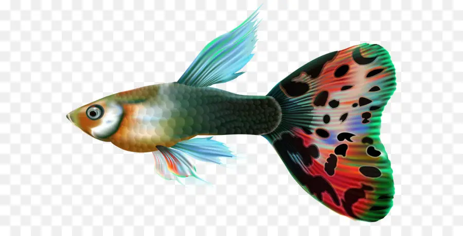 Guppy，Tulang Ikan PNG