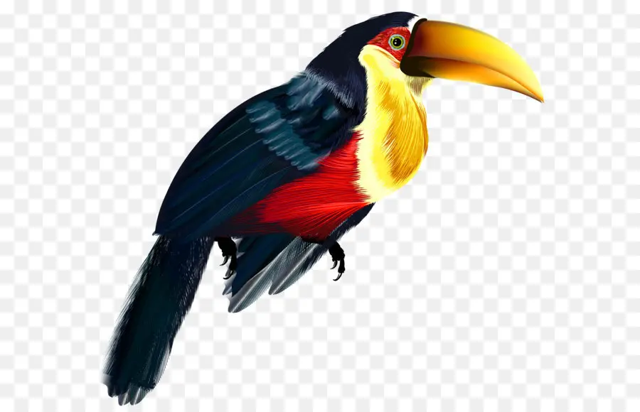 Burung Toucan，Berwarna Warni PNG