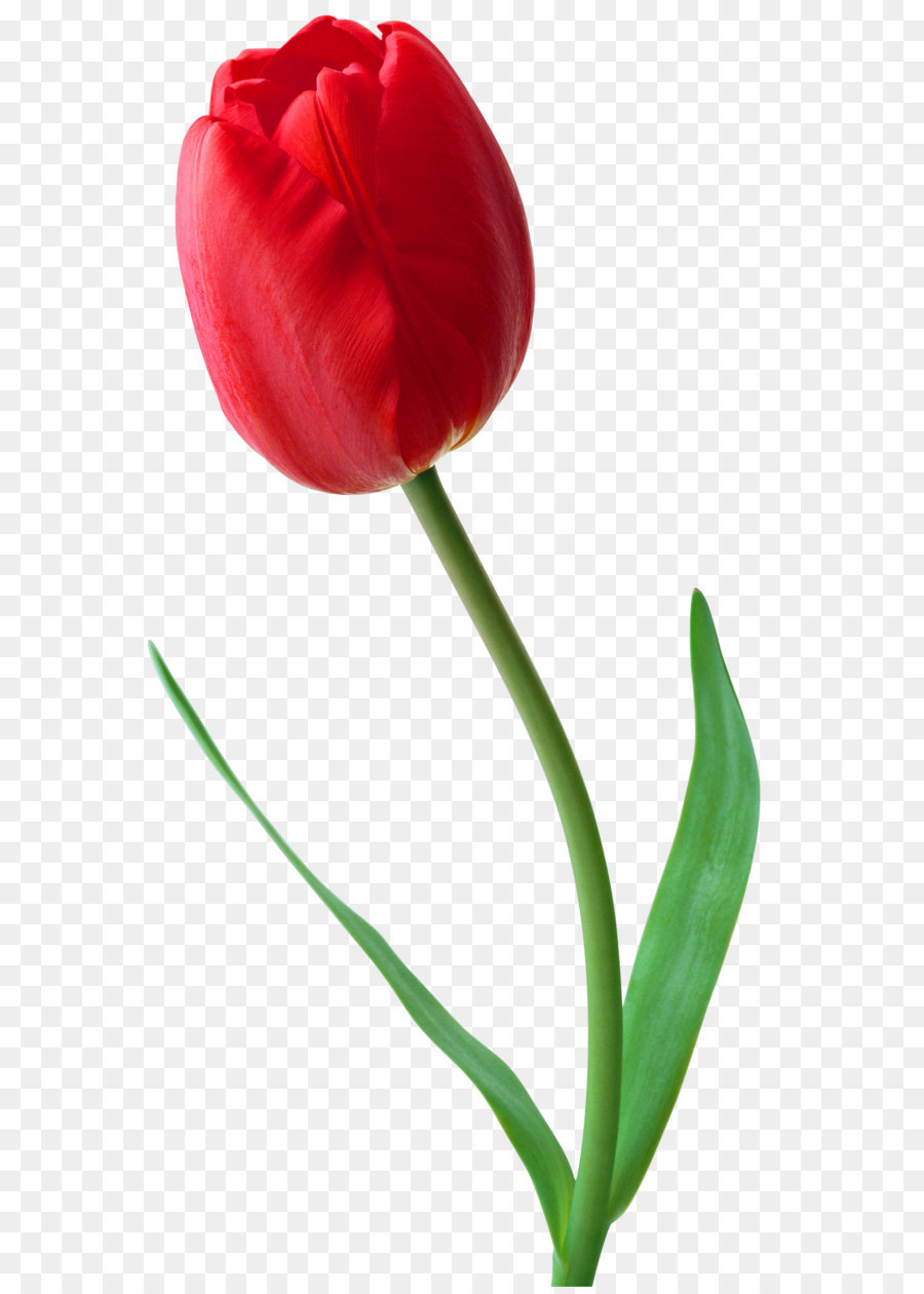 Bunga Tulip Merah Gambar Png