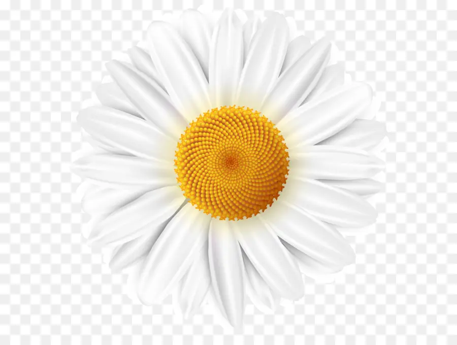 Umum Daisy，Desktop Wallpaper PNG