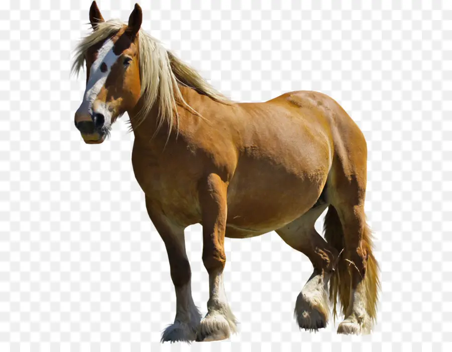 Arab Kuda，Mustang PNG