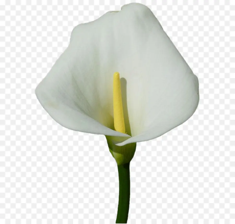 Arum Lily，Callalily PNG