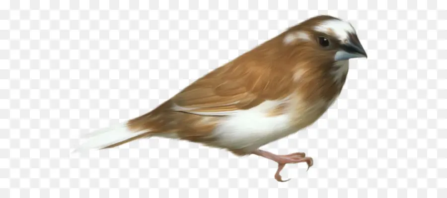 Burung，Sparrow PNG
