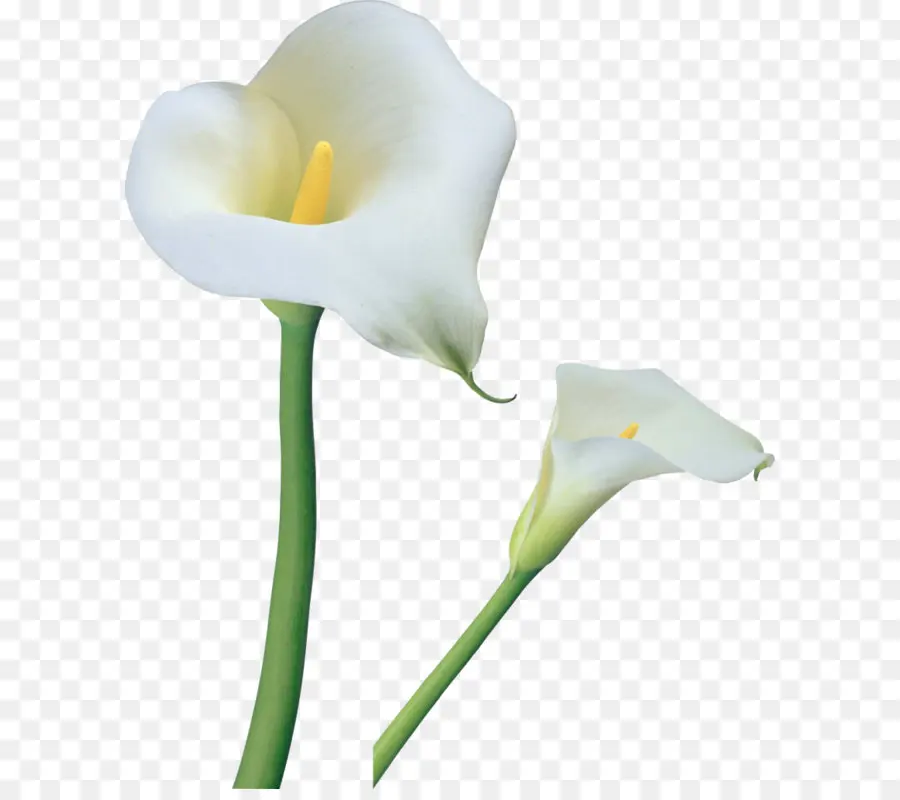 Arum Lily，Paskah Lily PNG
