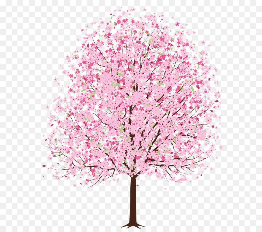 Nasional Cherry Blossom Festival，Cherry Blossom PNG