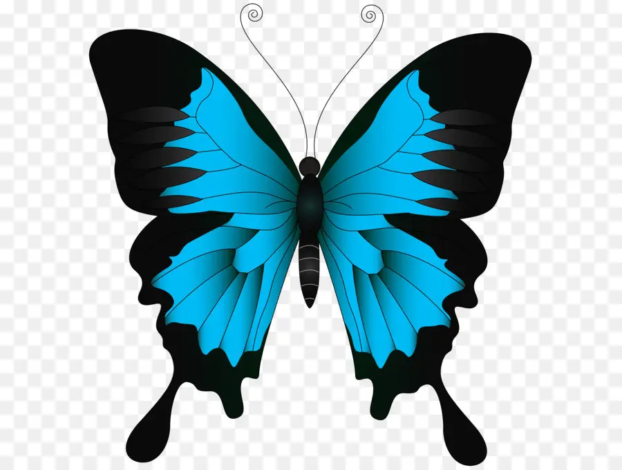 Kupu Kupu，Papilio Ulysses PNG