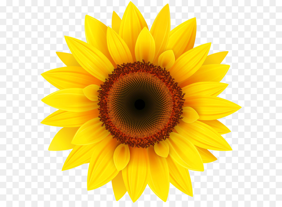 Bunga matahari dalam grafis komputer