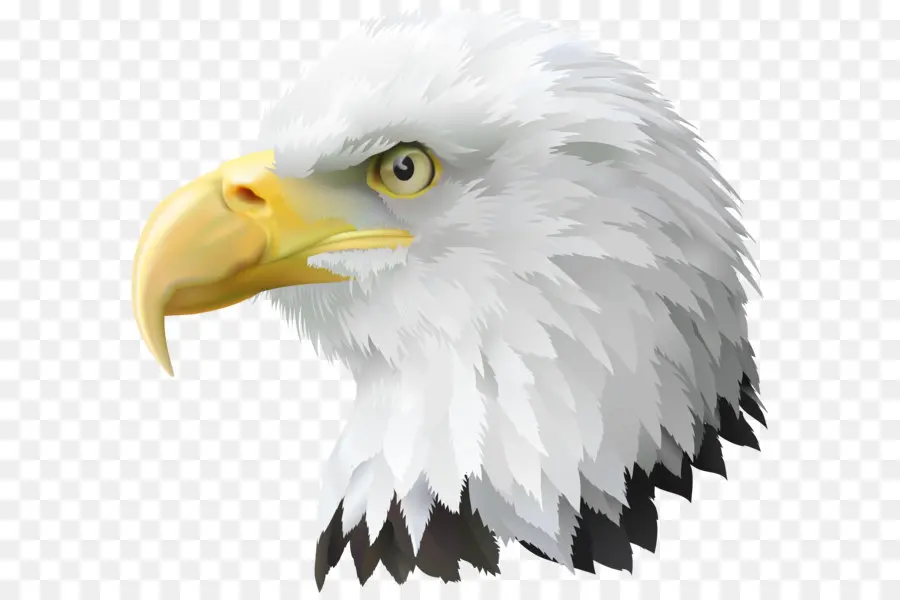 Amerika Serikat，Bald Eagle PNG