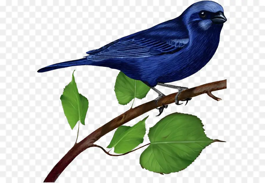 Burung，Timur Bluebird PNG