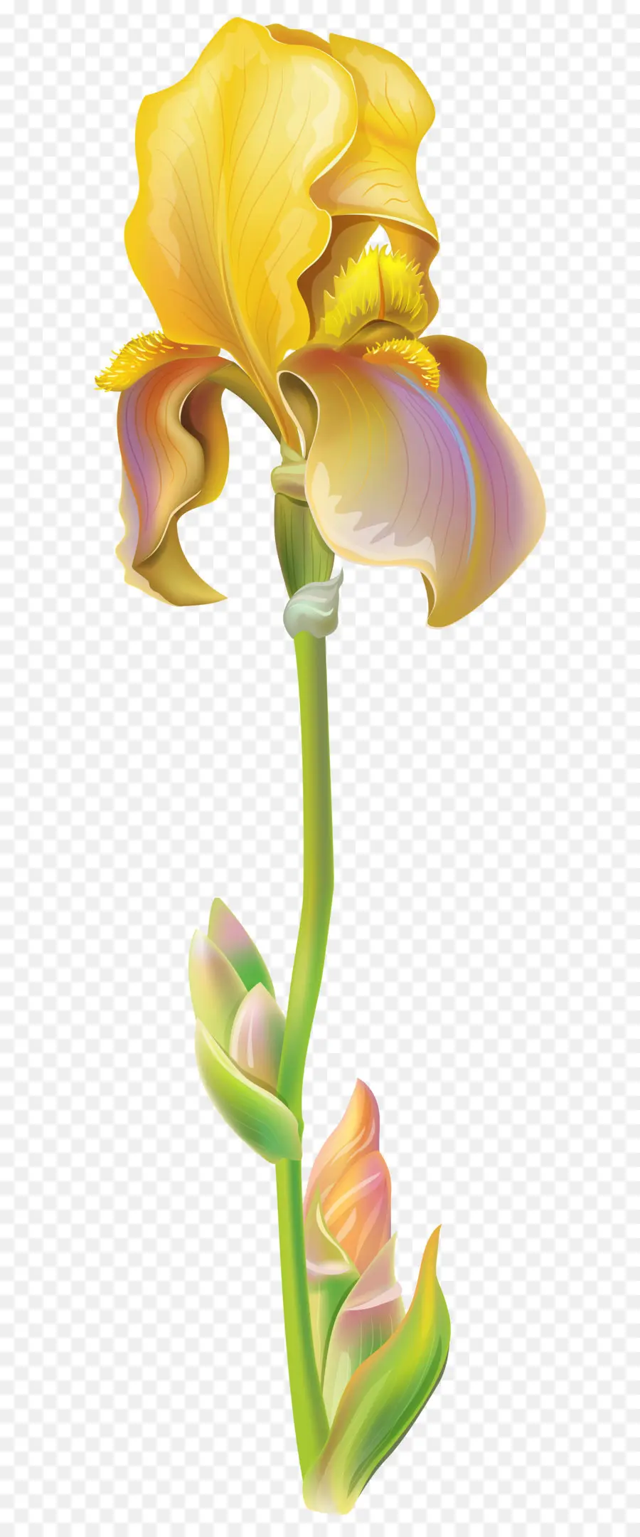 Iris Versikolor，Iris Pseudacorus PNG