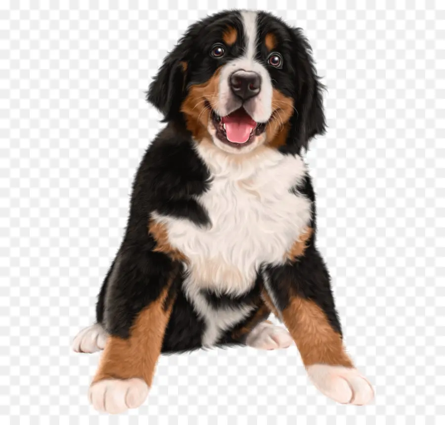 Anjing Gunung Bernese，Hitam PNG