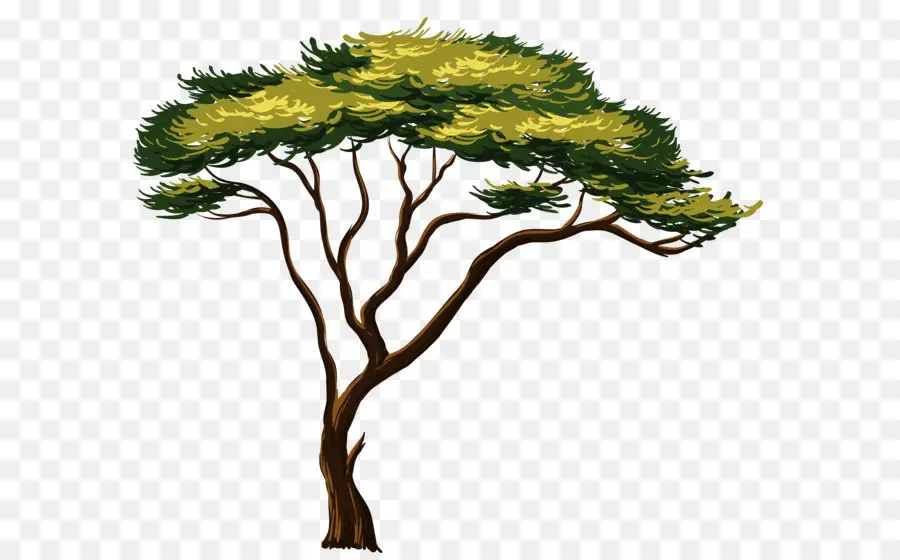 Afrika Pohon，Pohon PNG