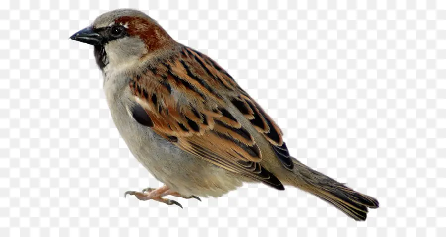 Sparrow，Burung PNG