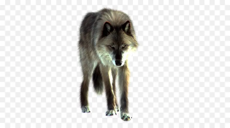 Anjing，Arctic Wolf PNG