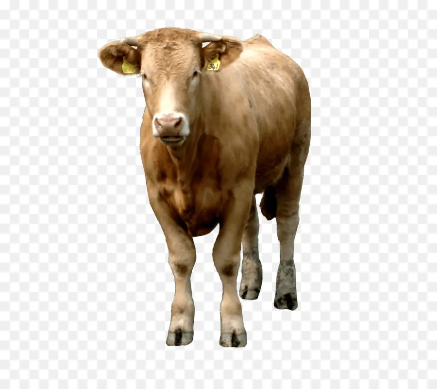 Holstein Friesian Ternak，Putih Park Ternak PNG