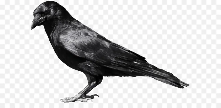 Umum Raven，Komputer Ikon PNG