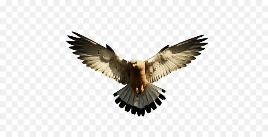Burung，Falcon PNG