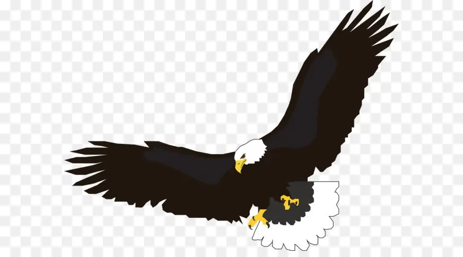 Bald Eagle，Elang PNG