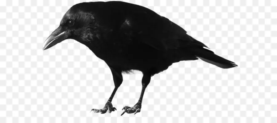 Amerika Crow，Benteng PNG