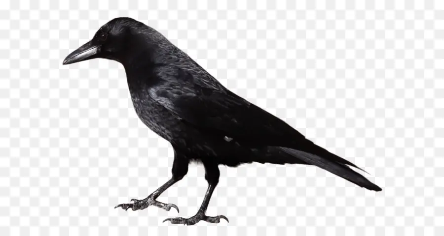 Amerika Crow，Umum Raven PNG