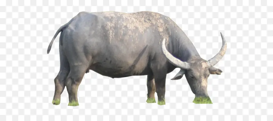 Air Buffalo，Ternak PNG