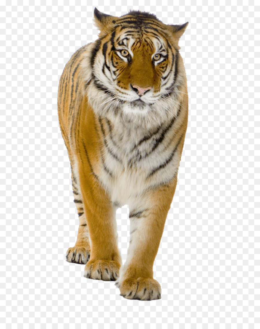  Harimau  Singa Desktop Wallpaper gambar png 