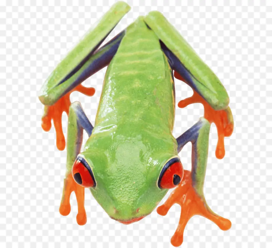 Katak，Umum Katak PNG