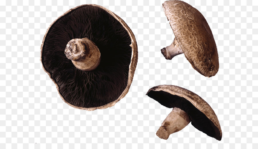 Jamur Portobello，Jamur PNG