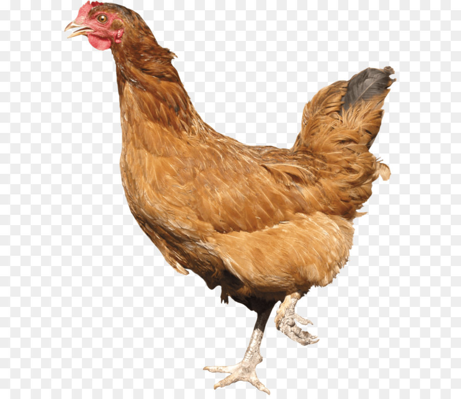 Ayam Coklat，Induk Ayam PNG