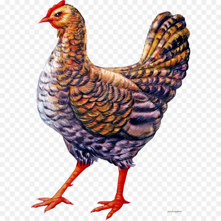 Ayam Berwarna Warni，Peternakan PNG