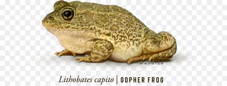 Katak Gopher，Amfibi PNG