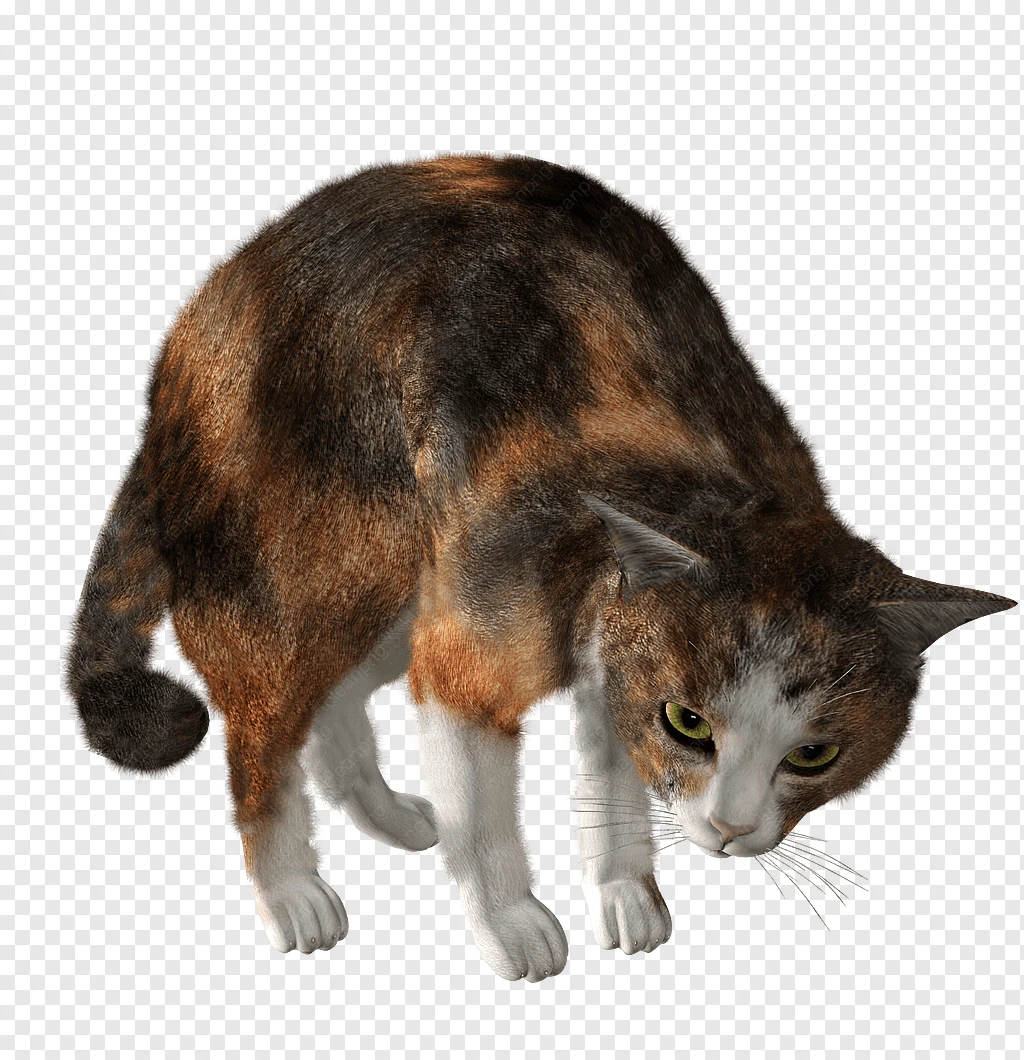 Kucing, Men Download, Dikemas Postscript gambar png