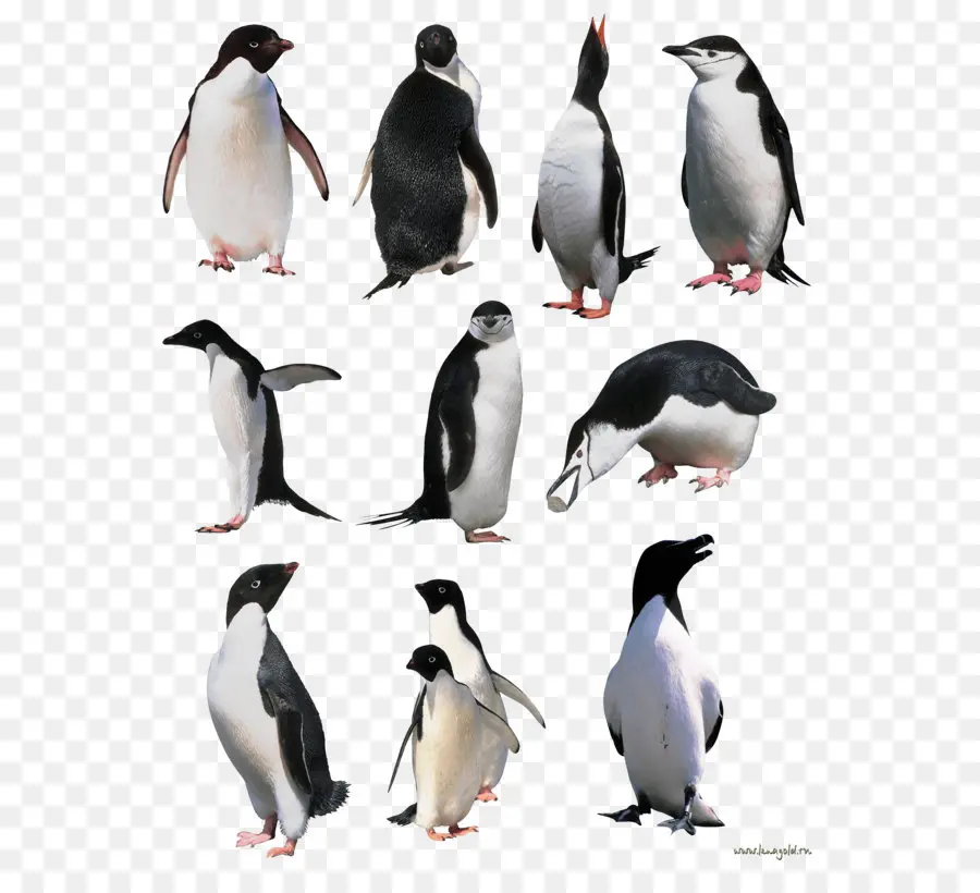 Penguin，Burung PNG