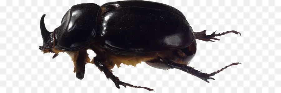 Kumbang，Fotografi PNG